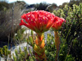 Table Mountain̖̒쑐