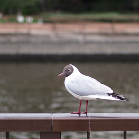 肩