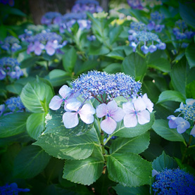 紫陽花