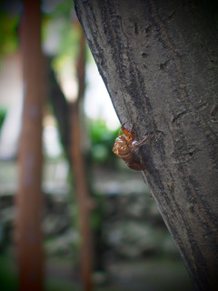 狛江 泉龍寺