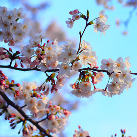 品川の桜