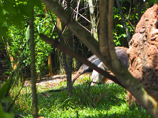 River Safari