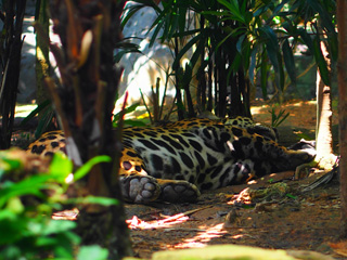 River Safari