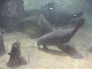 River Safari