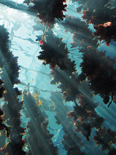 仙台うみの杜水族館