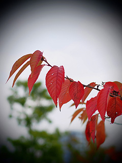 芝浦中央公園