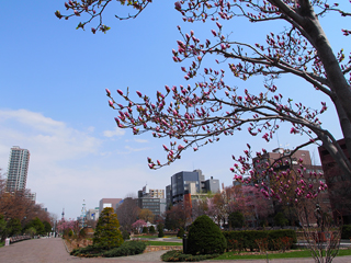 大通公園
