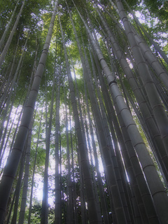 鎌倉報国寺