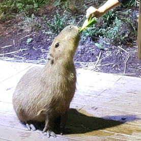 川崎水族館