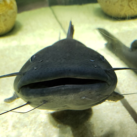 川崎水族館