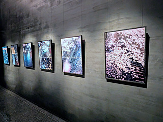 原美術館ARC