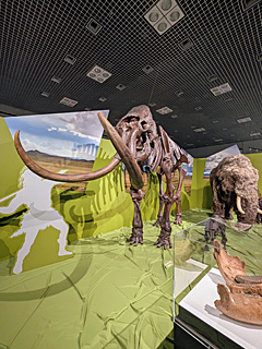 国立科学博物館