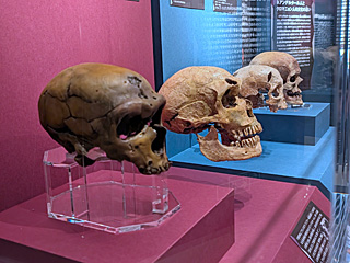 国立科学博物館