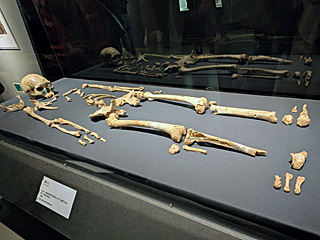 国立科学博物館