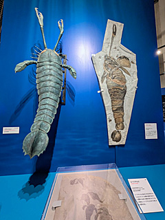 国立科学博物館