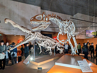 国立科学博物館