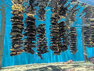 仙台うみの杜水族館