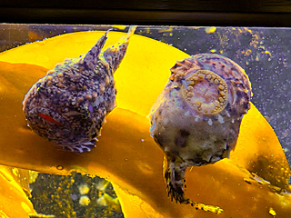 仙台うみの杜水族館