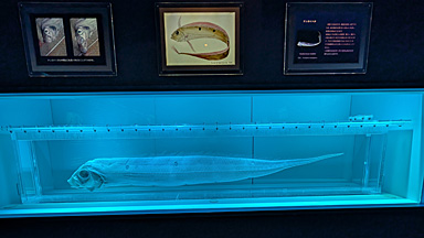 名古屋港水族館