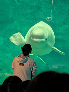 名古屋港水族館