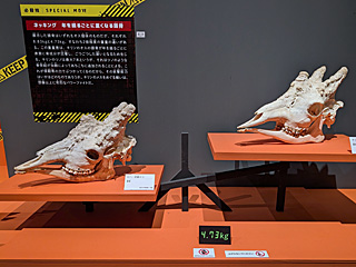 国立科学博物館